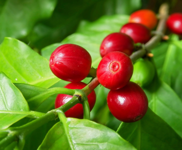 image title: Coffee berries