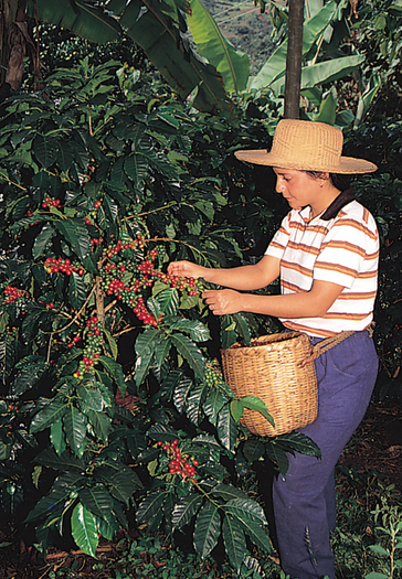image title: Worker picks coffee berries